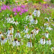 Echinacea pallida Hula Dancer CS11 - Halvány kasvirág - Image 2