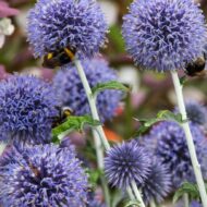 Echinops - Kék szamárkenyér - Image 2