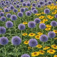 Echinops - Kék szamárkenyér - Image 5