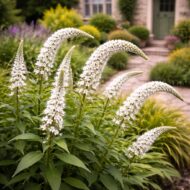 A lysimachia clethroides azaz a hattyúnyakú lizinka előkertbe beültetve