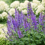 A Salvia sylvestris mainacht azaz a erdei zsálya bugás hortenziákkal ültetve is kiválóan mutat