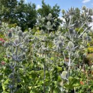 Eryngium - Kék iringó - Image 4