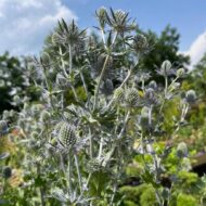 Eryngium - Kék iringó - Image 5