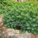 Euphorbia cyparissias Fen's Ruby - Farkas kutyatej