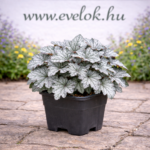 Cserépben lévő ezüstlevelű tűzeső.