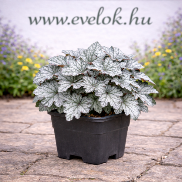 Cserépben lévő ezüstlevelű tűzeső.