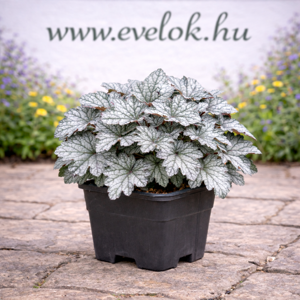 Ezüstlevelű tűzeső Cserépben lévő ezüstlevelű tűzeső.