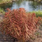 Az euphorbia martinii ascot rainbow azaz a tarka kutyatej bokros állapota látható a képen .