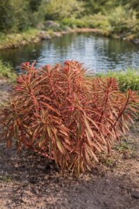 Az euphorbia martinii ascot rainbow azaz a tarka kutyatej bokros állapota látható a képen .