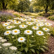 A Leucanthemum x superbum azaz a margaréta a parkokban is jól mutat