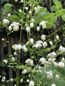 A fehér völgycsillag virágai közelről.