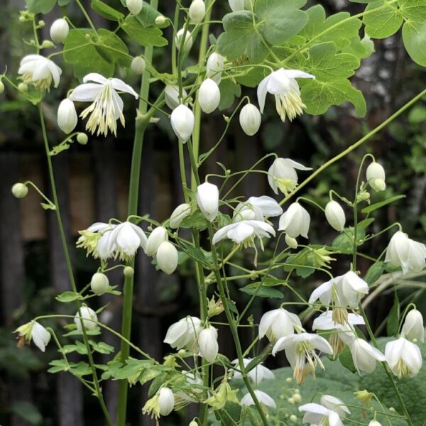 A fehér völgycsillag virágai közelről.