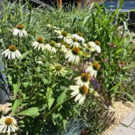 Echinacea purpurea - Fehér kasvirág - Image 5