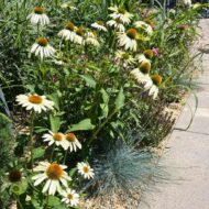 Echinacea purpurea - Fehér kasvirág - Image 6