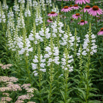 A Physostegia virginiana Crystal Peak White, fehér füzérajak vegyes ágyásban.