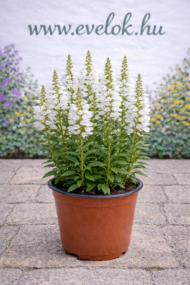 A Physostegia virginiana Crystal Peak White - Fehér füzérajak cserépben.