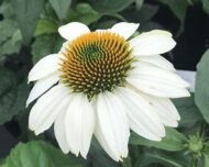 A fehér kasvirág teljes nyílásban.