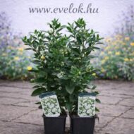 Az Aster ageratoides Starshine fehér őszirózsa cs9 méretű cserépben.