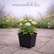 A fehér völgycsillag cs9 cserépben.