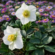 A helleborus niger azaz a fekete hunyor őszirózsákkal ültetve