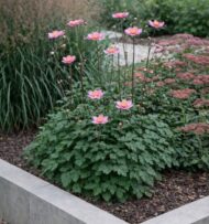 A féltelt rózsaszín őszirózsa modern ágyás beültetésben.