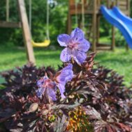 A Geranium maculatum azaz a ,bordó levelű gólyaorr virágzás közben ,természetes kert hangulattal