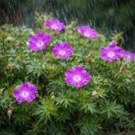 Geranium sanguineum, esőcseppekben fürdő alacsony gólyaorr