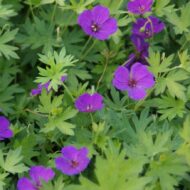 Geranium sanguineum Tiny Monster - Lila virágszínű gólyaorr - Image 2