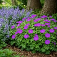 A Geranium sanguineum Tiny Monster lila virágszínű gólyaorr félárnyékos beültetésben, macskamentával.