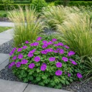 Virágágyásba ültetett Tiny Monster geranium, díszfűvel.