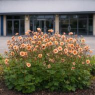 A Geum mai tai azaz a gyömbérgyökér gyönyörű kifejlett bokros állapota látható a képen