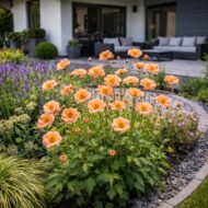 A geum mango lassi azaz a gyömbérgyökér beültetve évelő ágyásba