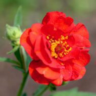 Geum sp - Teltvirágú piros gyömbérgyökér - Image 2