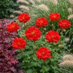 A Geum sp. piros virágai teljes virágzásban, bordó levelű tűzesővel.