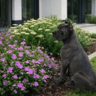 Geranium sanguineum gólyaorr modern kertben ,Cane Corso társaságában