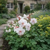 A geranium cantabrigense CS9 azaz a fehér virágzatú angol gólyaorr virágágyásba ültetve