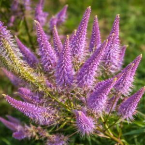 A veronicastrum virginicum red arrows , azaz a lila virginiai veronika kifejlett bokros magassága