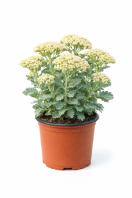 Kárpáti varjúháj cserépben.