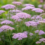 Az achillea millefolium liliac beauty , halványlila cickafark virágzása a képen