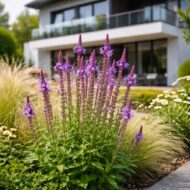 Dúsvirágú verbéna Verbena hastata lila virágai modern ház előkertjében