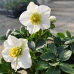 A helleborus niger azaz a fekete hunyor virágzása látható a képen