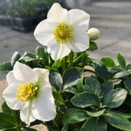 A helleborus niger azaz a fekete hunyor virágzása látható a képen