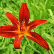Hemerocallis Crimson Pirate - Piros sásliliom - Image 2