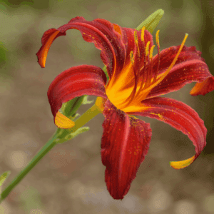 A Hemerocallis Crimson Pirate (piros sásliliom) virága közeli képen.