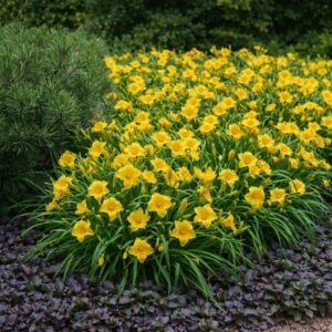 A Hemerocallis Stella de Oro (sárga törpe sásliliom) csoportosan ültetve.