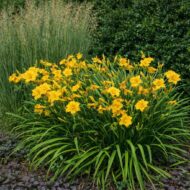 A sárga törpe sásliliom örökzöldek mellé ültetve.