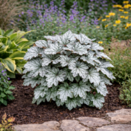 Az ezüstlevelű tűzeső ágyásba beültetve.