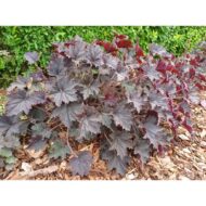 Heuchera micrantha CS9 - Vörös levelű tűzeső - Image 2
