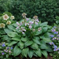 A Hosta Devon Green virágzó állapotban.