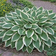 Teljesen kifejlett Hosta patriot, ami árnyékos helyre való növények közé tartozik.